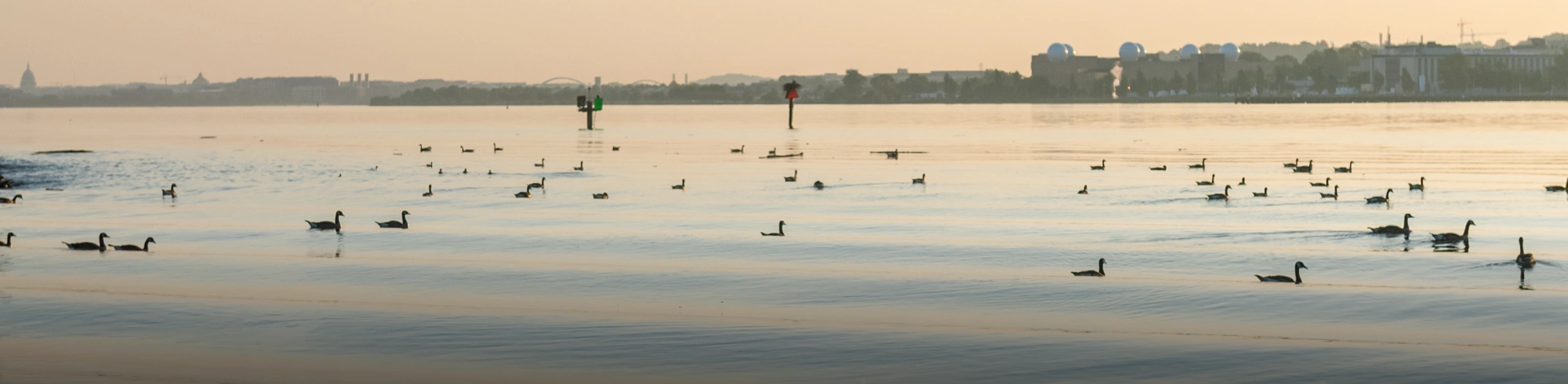 Early morning light reflects on still water filled with waterfowl and soft city skyline views