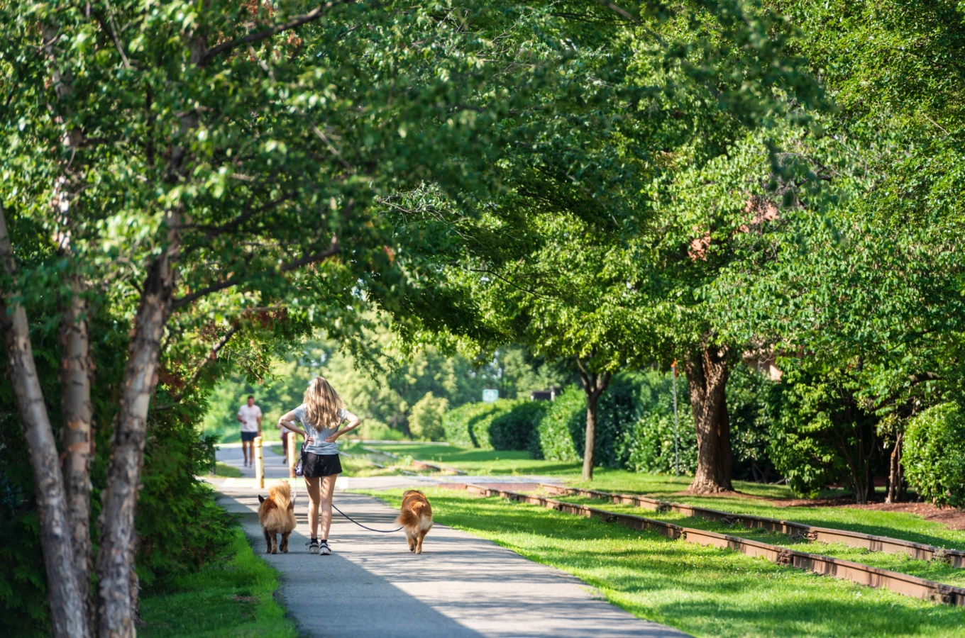 Woman walking dogs along leafy green trail with sunlight filtering through surrounding trees