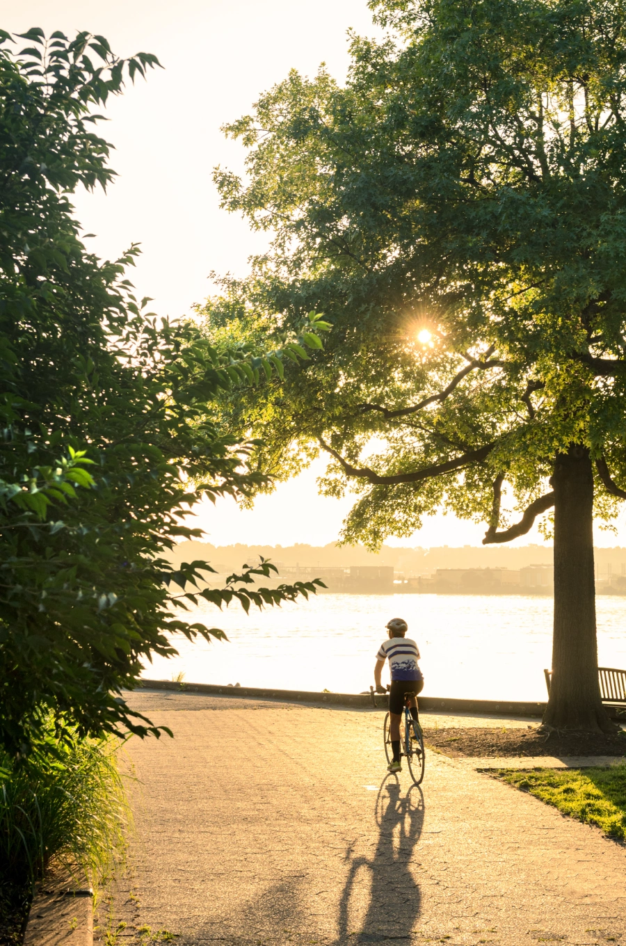 Cyclist rides under sunlit trees on lakeside path during early morning golden hour