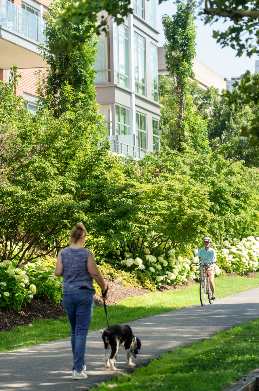 Woman walking dog along garden path as cyclist rides past modern residential buildings
